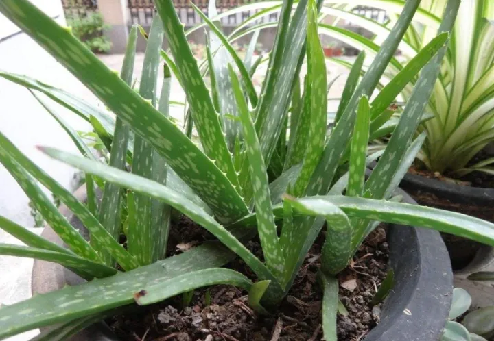 养花浇水小常识有哪些,弄懂这5点,养花浇水很简单!