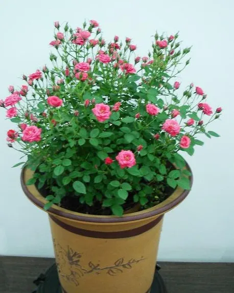 养花浇水小常识有哪些,弄懂这5点,养花浇水很简单!