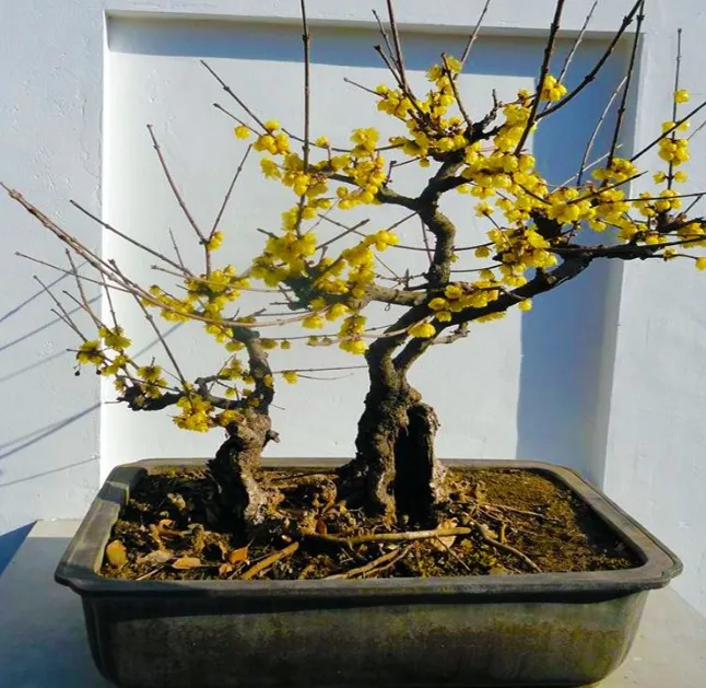 养花浇水小常识有哪些,弄懂这5点,养花浇水很简单!