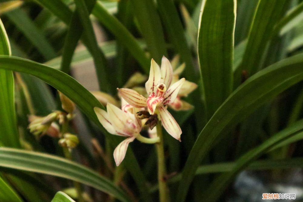 兰花夏天养护注意事项 兰花夏天日常养护