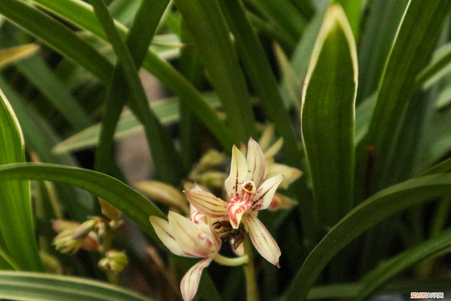 兰花夏天养护注意事项 兰花夏天日常养护