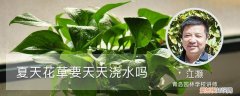 夏天草花养护浇水怎么浇 夏天花草要天天浇水吗