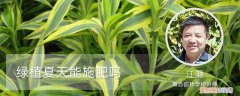 夏天绿植可以施肥吗 绿植夏天能施肥吗