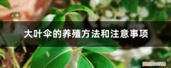 大叶伞种植方法 大叶伞的养殖方法和注意事项