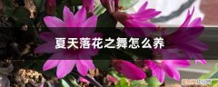 花之舞怎么种植 夏天落花之舞怎么养