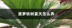 菠萝铁树夏天怎么养护和浇水 菠萝铁树夏天怎么养