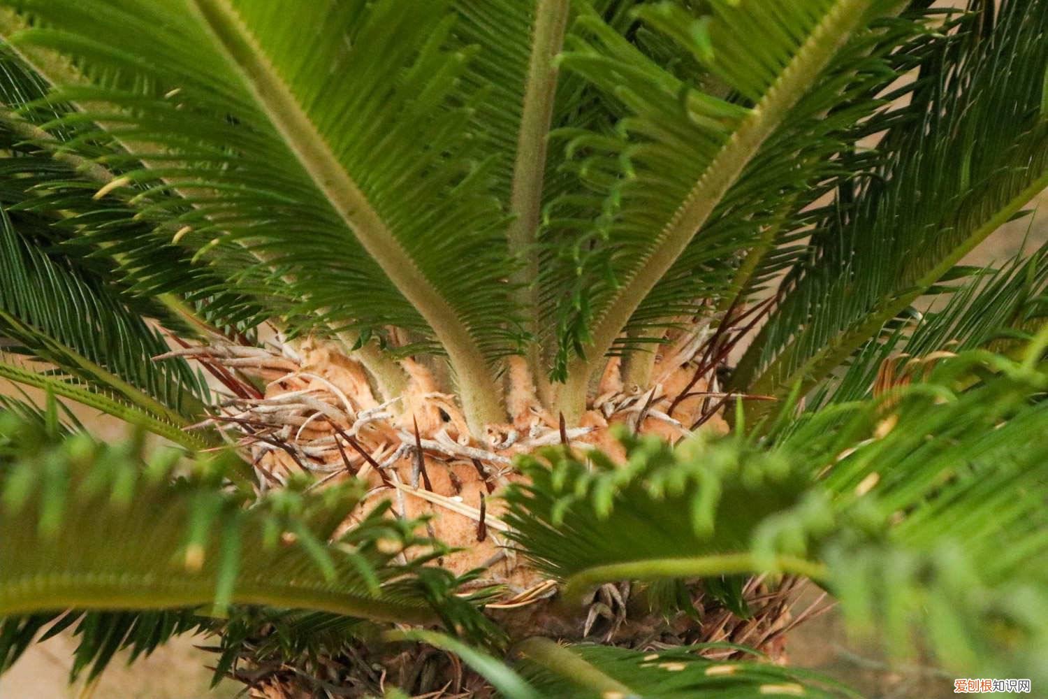 菠萝铁树夏天怎么养护和浇水 菠萝铁树夏天怎么养