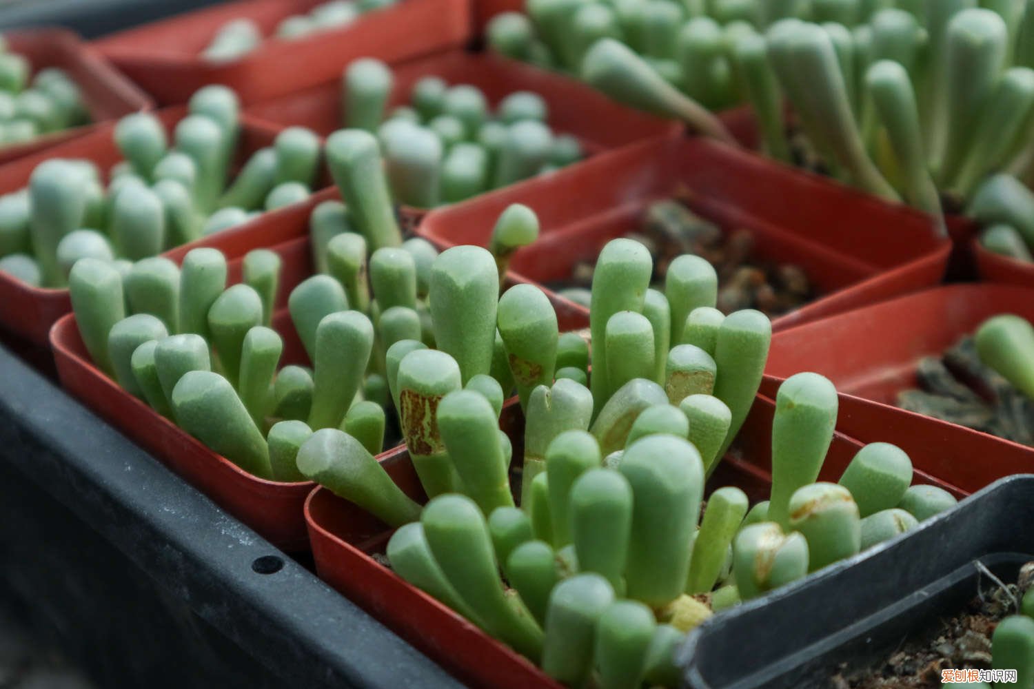 五十铃玉好养吗 五十铃玉秋天怎么养