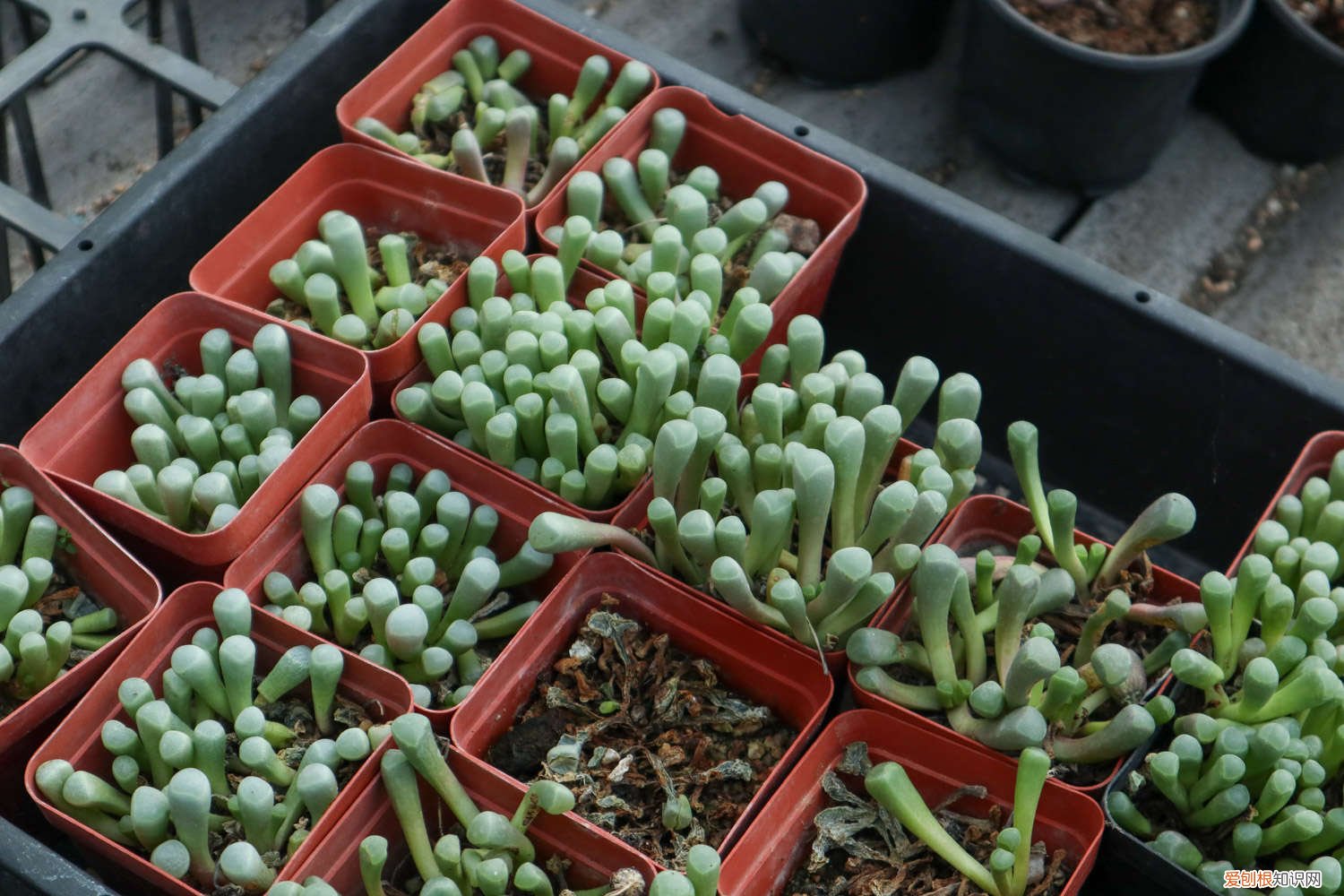 五十铃玉好养吗 五十铃玉秋天怎么养