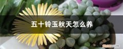 五十铃玉好养吗 五十铃玉秋天怎么养
