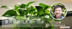 植物一天要浇几次水 夏天植物几天浇一次水
