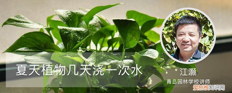 植物一天要浇几次水 夏天植物几天浇一次水