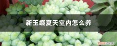 新玉缀夏天怎么养护 新玉缀夏天室内怎么养
