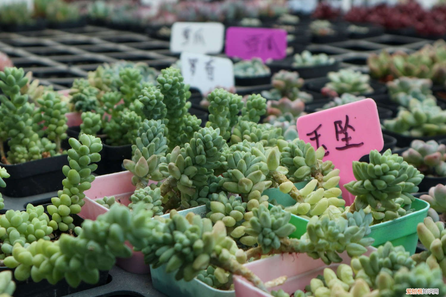 新玉缀夏天怎么养护 新玉缀夏天室内怎么养