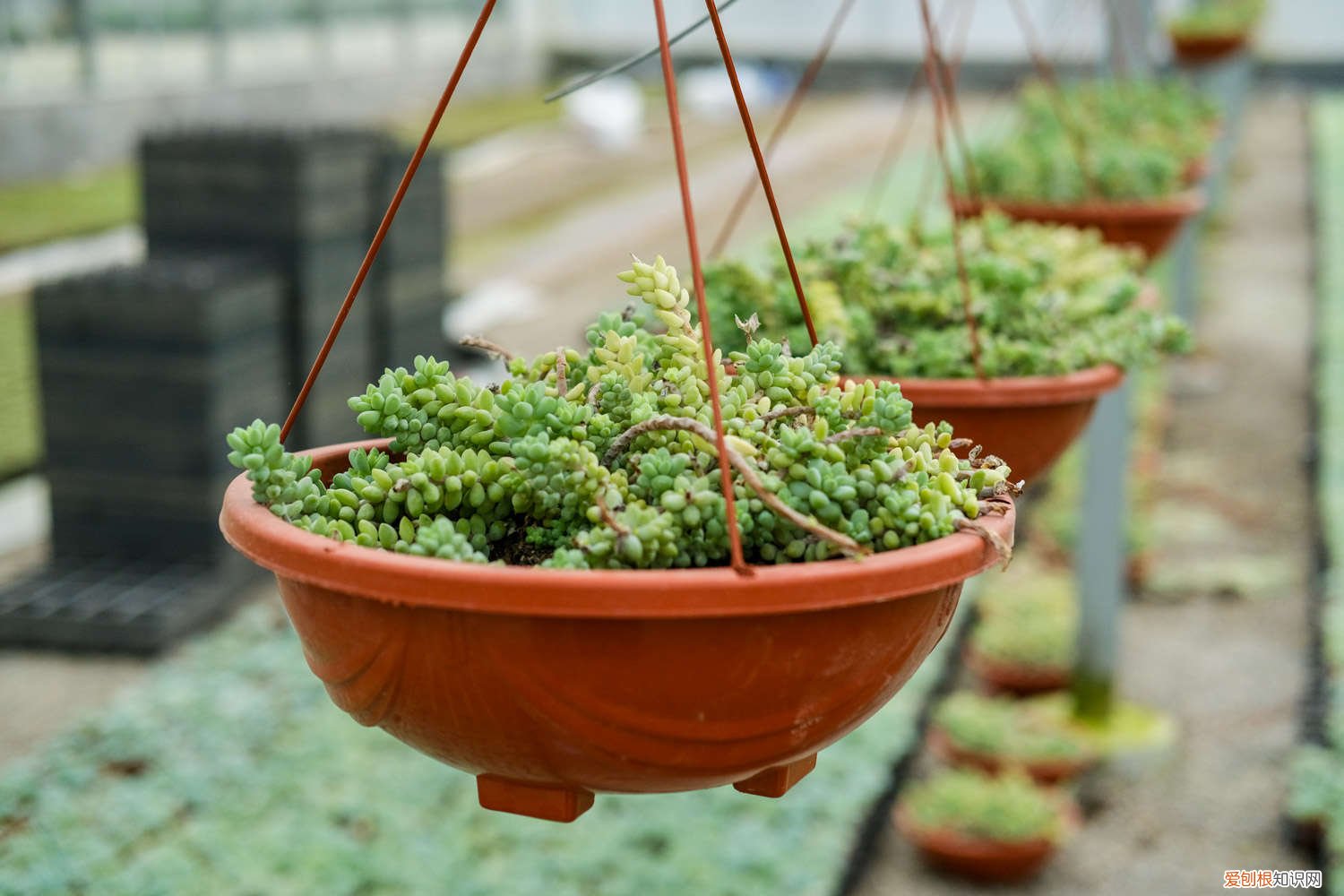 新玉缀夏天怎么养护 新玉缀夏天室内怎么养