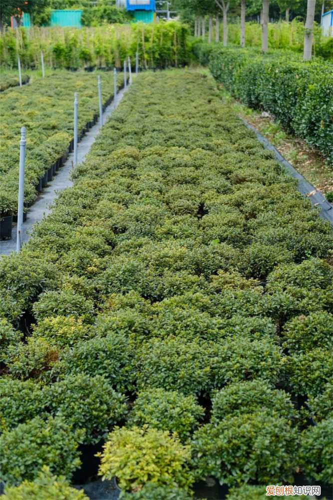 映山红怎样种植和养护 映山红夏天怎么盆栽养