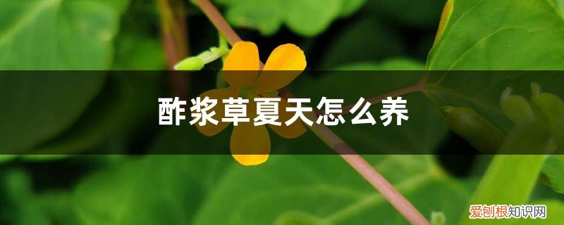 夏天能种酢浆草吗 酢浆草夏天怎么养