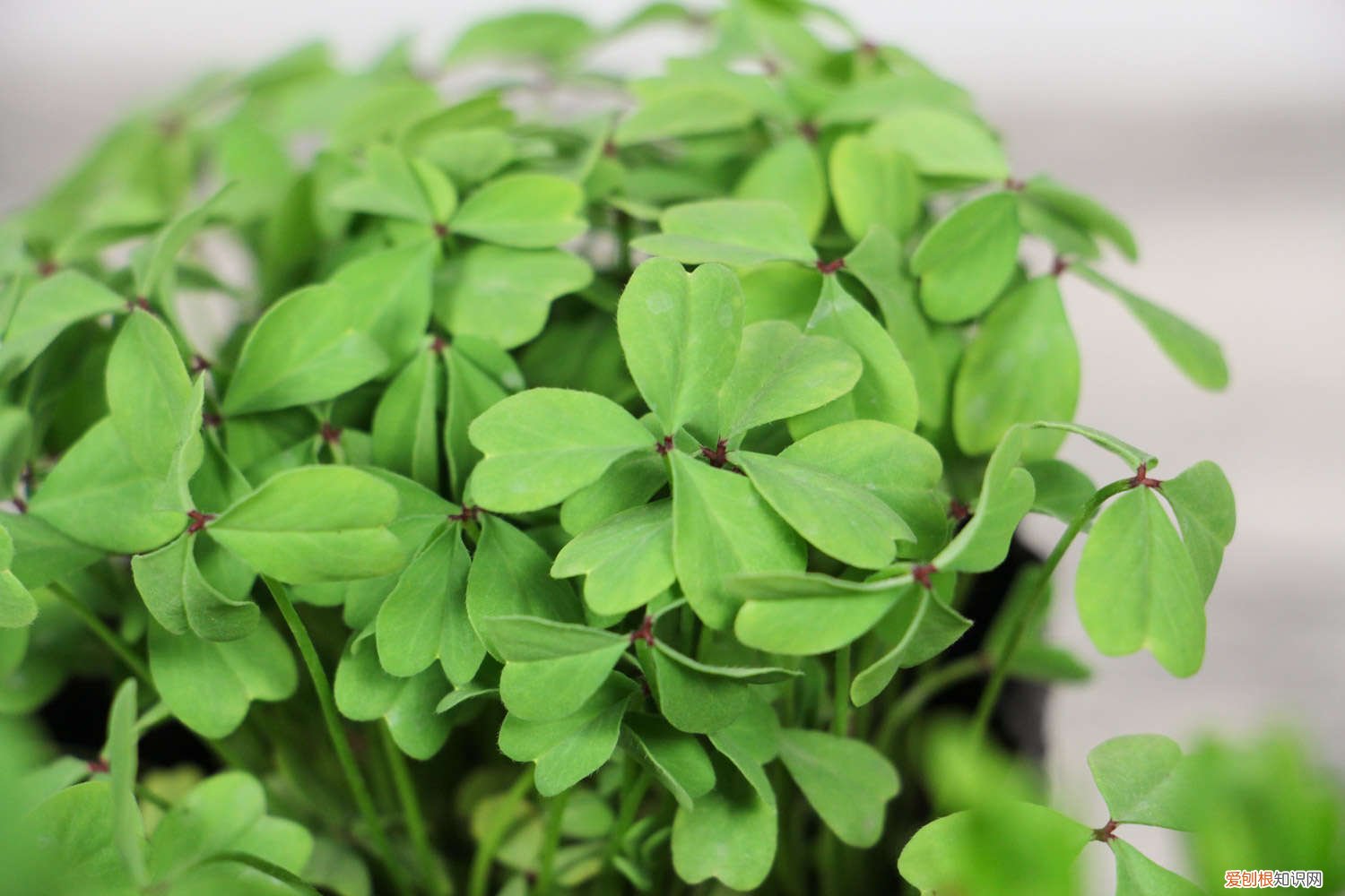 夏天能种酢浆草吗 酢浆草夏天怎么养