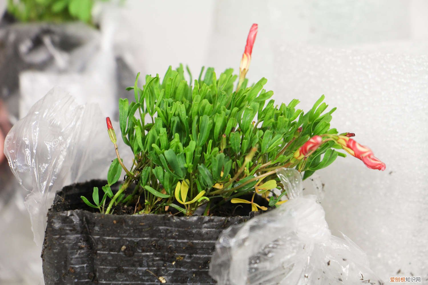 夏天能种酢浆草吗 酢浆草夏天怎么养