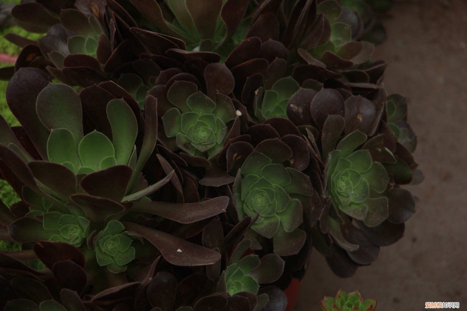 法师长得比人高，小偷来了都搬不动，咋养的？