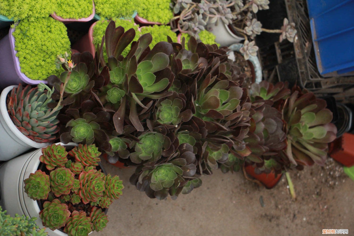 法师长得比人高，小偷来了都搬不动，咋养的？