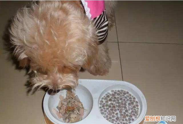 狗粮可以用纯牛奶泡吗 狗粮能用牛奶泡吗