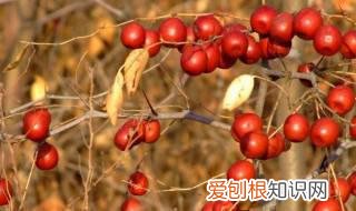 酸枣的作用是什么 酸枣的作用