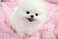 小狗的狗粮可以用牛奶泡吗 幼犬能用牛奶泡狗粮吗