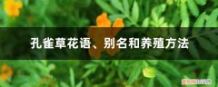 孔雀草是什么植物 孔雀草花语、别名和养殖方法