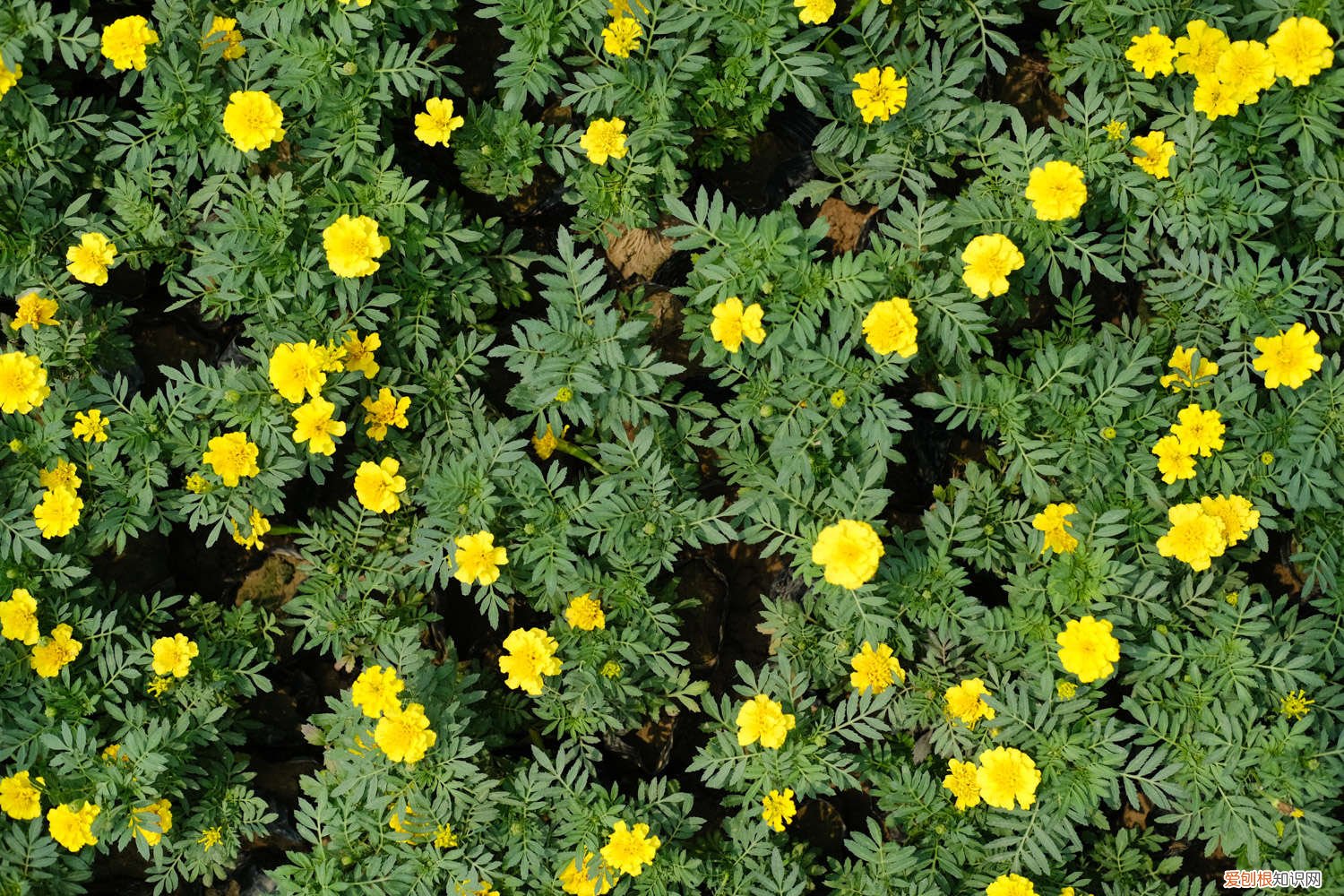 孔雀草的扦插方法 孔雀草用种子还是扦插，怎么取种子