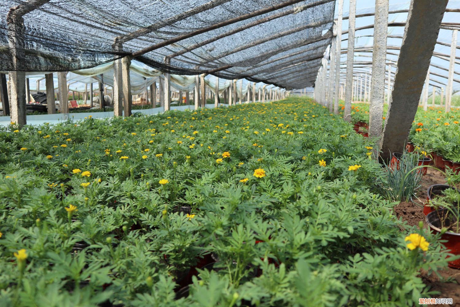 孔雀草从播种到开花要多少时间 孔雀草种植量，一个盆播几颗种