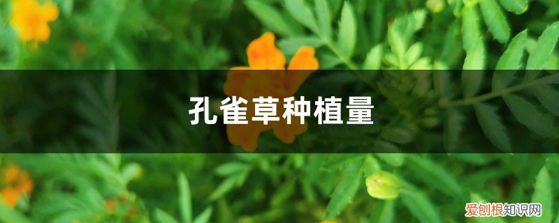 孔雀草从播种到开花要多少时间 孔雀草种植量，一个盆播几颗种