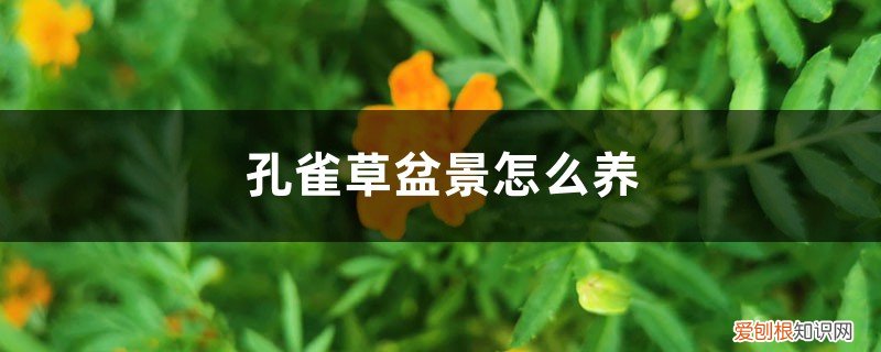孔雀草盆栽养殖方法 孔雀草盆景怎么养