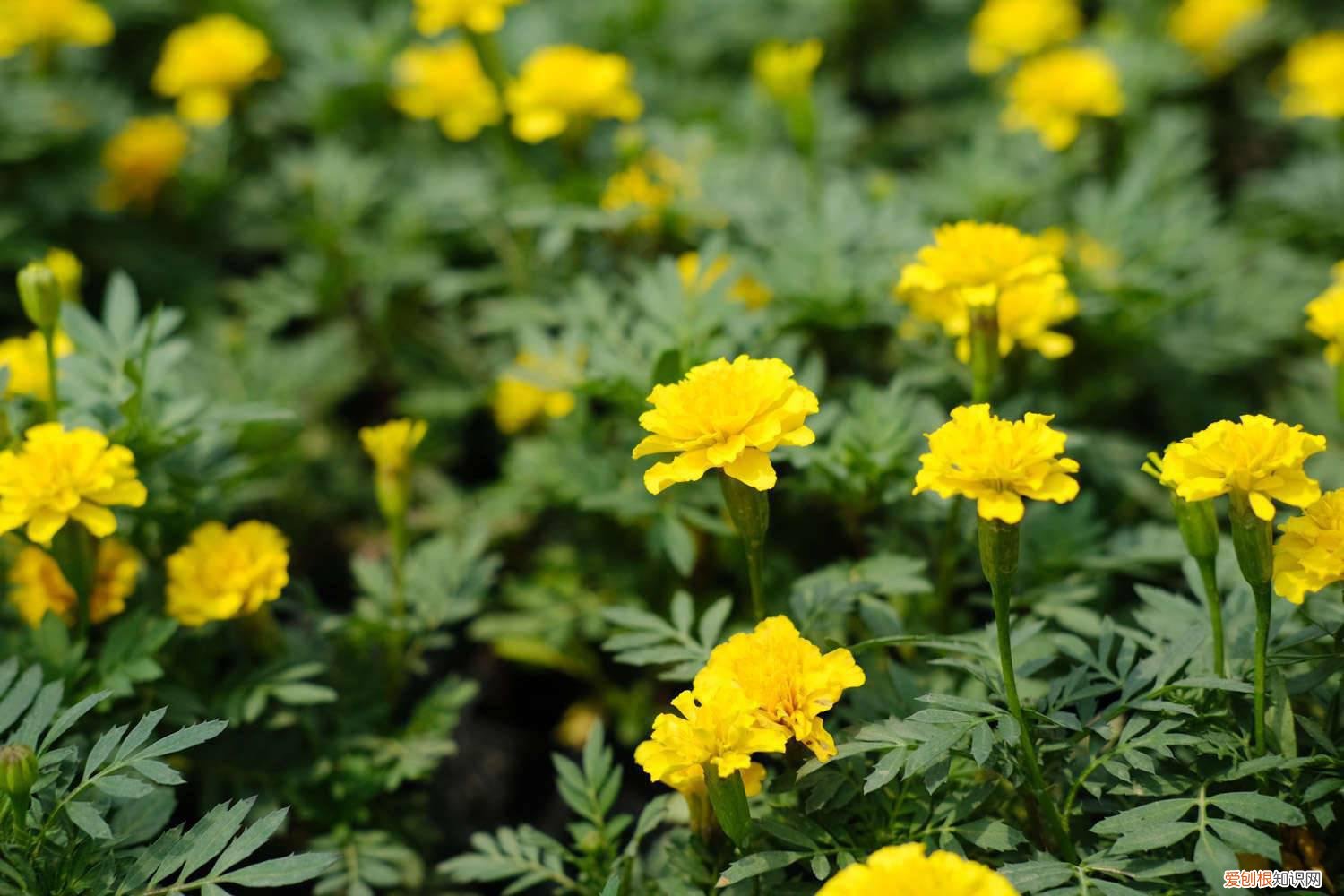 孔雀草盆栽养殖方法 孔雀草盆景怎么养