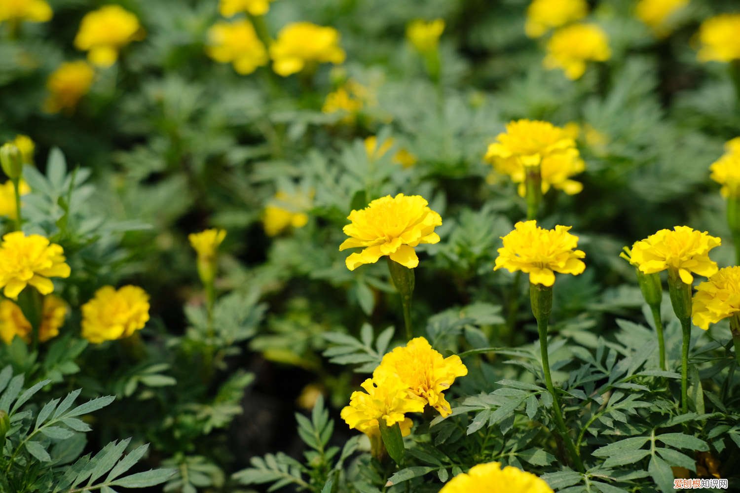 孔雀草盆栽养殖方法 孔雀草盆景怎么养