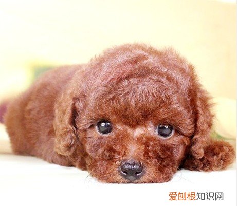 泰迪幼犬狗粮喂多少毫升 泰迪幼犬狗粮喂多少