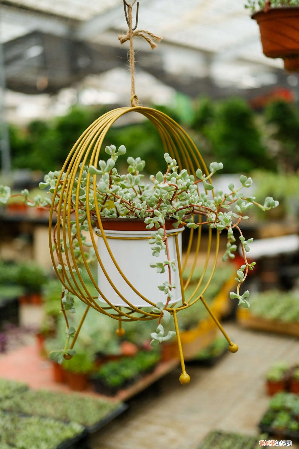 多肉拔叶子成老桩 他把多肉全放倒，1个月控成老桩，全国肉友跟着学！