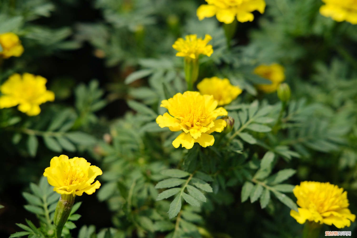 孔雀草的种植方法 孔雀草种植方法