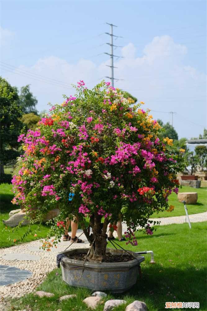 三角梅施肥过多 “三角梅”生长时，这“3种”肥不能少，15天喂一次，花朵爬满墙！
