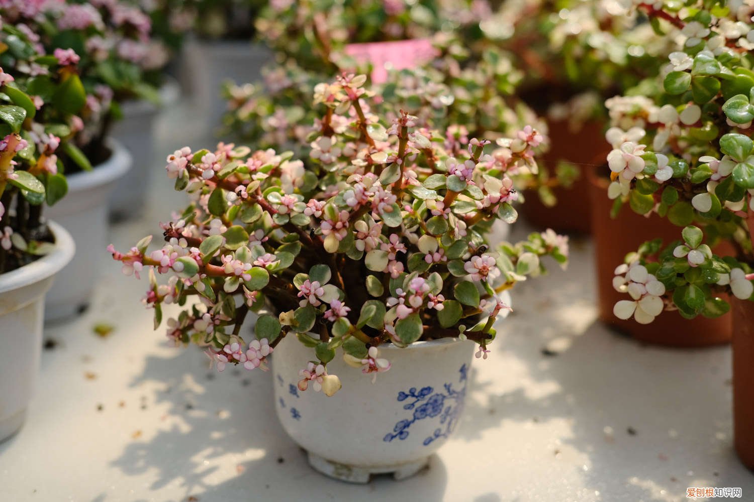 雅乐之舞盆栽怎么养 雅乐之舞夏天能换土吗，用什么盆种