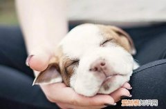 幼犬吃狗粮正确喂法图片 幼犬吃狗粮正确喂法