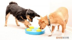 吉娃娃幼犬怎么喂狗粮好 吉娃娃幼犬怎么喂狗粮