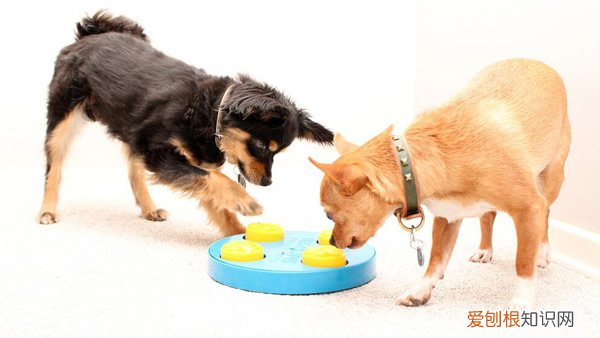 吉娃娃幼犬怎么喂狗粮好 吉娃娃幼犬怎么喂狗粮