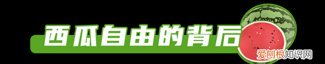 现在的西瓜是不是都打了激素