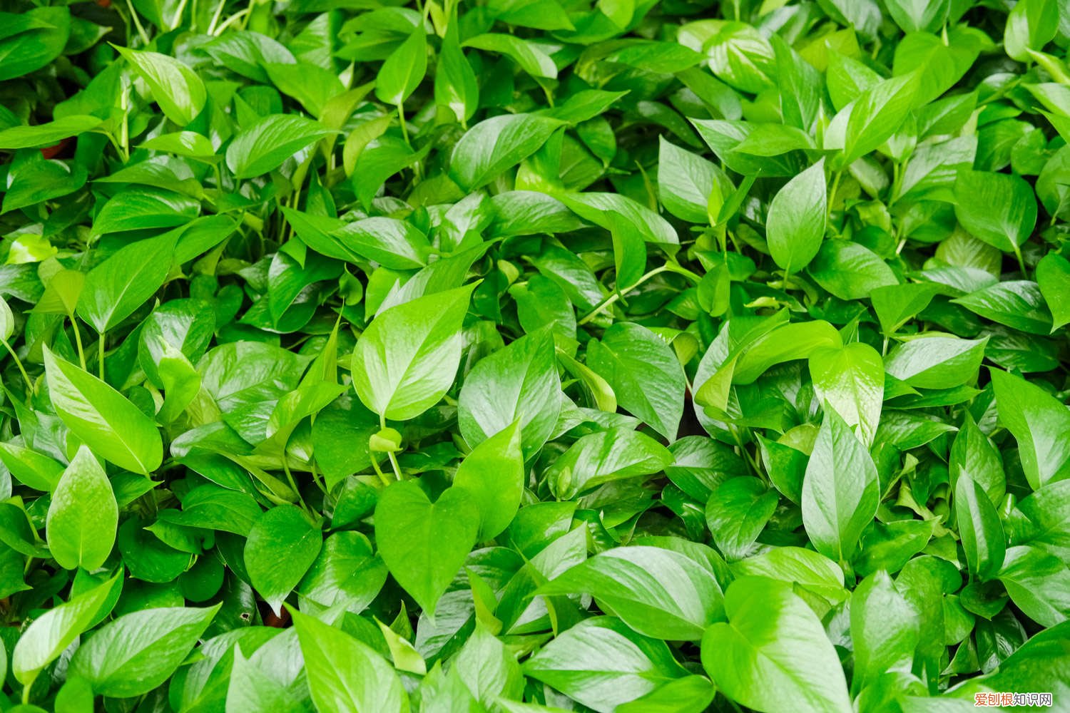 绿萝黄叶枯萎了怎么救 王大妈对付绿萝“黄叶”有一手，这“溶液”浇上，没几天就返青！