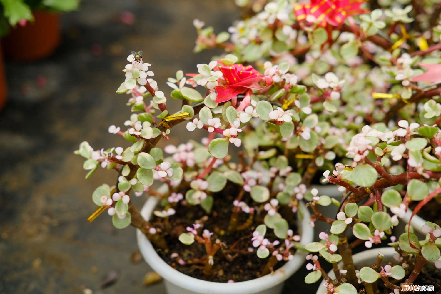 雅乐之舞的浇水方式 雅乐之舞怎样浇水，什么时候浇水