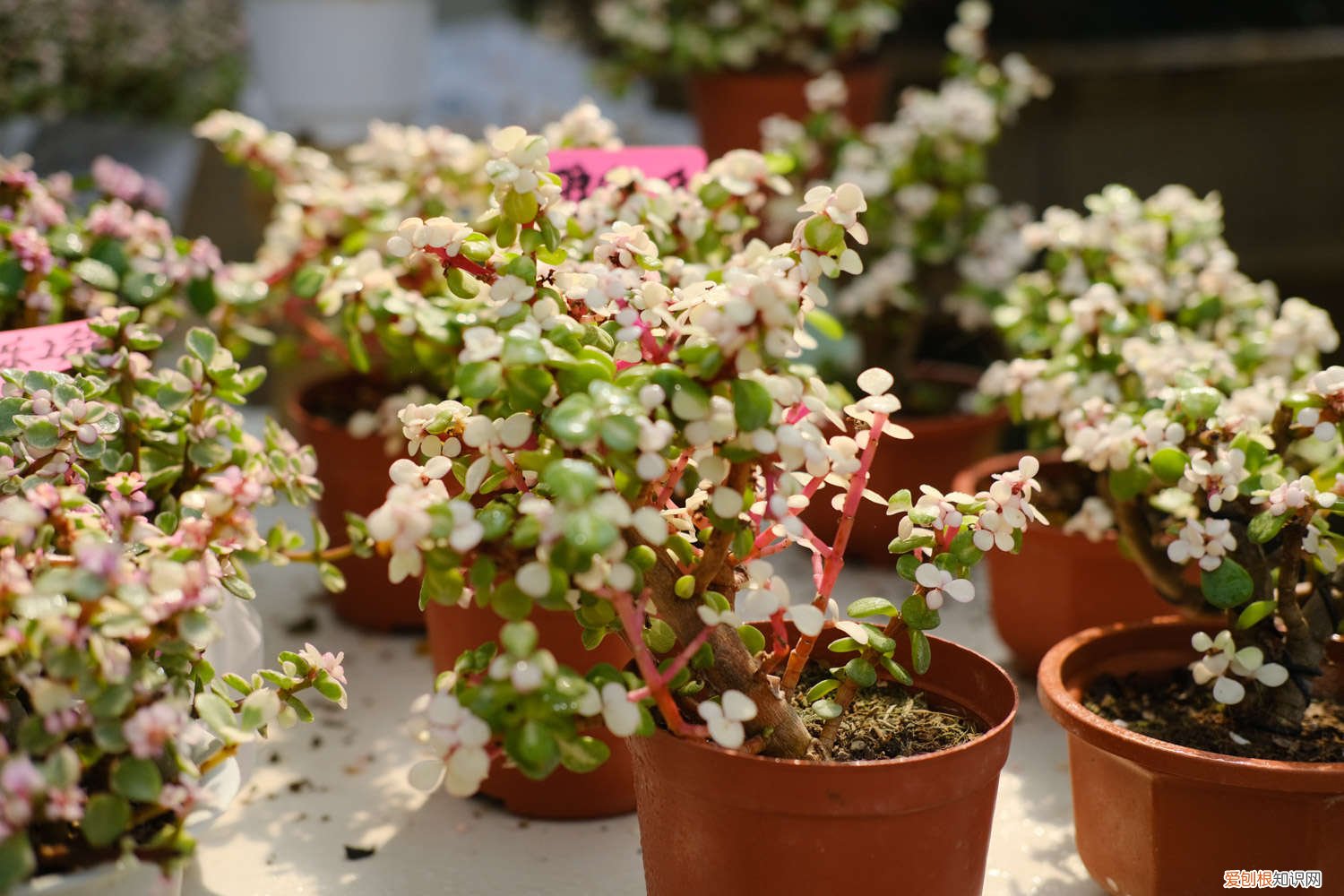 雅乐之舞的浇水方式 雅乐之舞怎样浇水，什么时候浇水