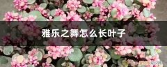 多肉雅乐之舞能长多大 雅乐之舞怎么长叶子，生长速度快吗