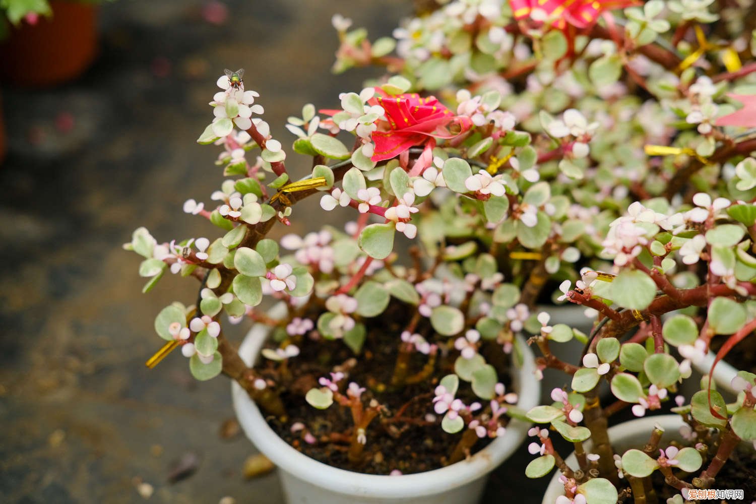 雅乐之舞多肉植物的养殖方法 多肉植物雅乐之舞怎么养殖，一年能长多大