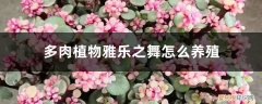 雅乐之舞多肉植物的养殖方法 多肉植物雅乐之舞怎么养殖，一年能长多大